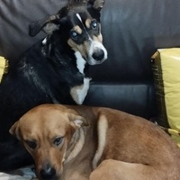 photo de livraison pour Programme alimentaire Animal Webaction