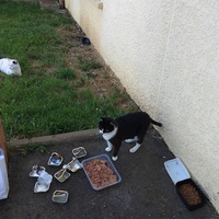 photo de livraison pour Chez Minou