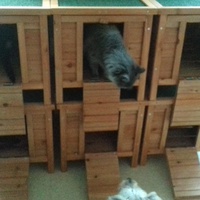 photo de livraison pour Pour l'Amour des Chats