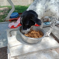 photo de livraison pour Serbian Society for the Protection of Animals - SSPA
