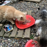 photo de livraison pour Les chats de chez nous
