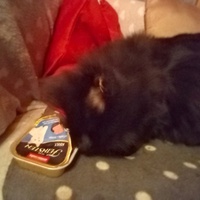 photo de livraison pour Chats errants du val du crenu