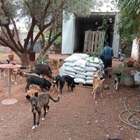 photo de livraison pour Help Adopt Moroccan Animals
