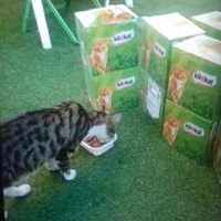 photo de livraison pour Les chats Port-Saint-Louisiens