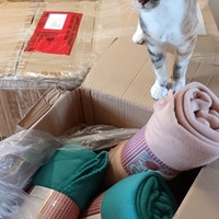 photo de livraison pour L’École du Chat de Saint-Denis Langevin