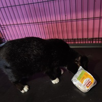 photo de livraison pour Association Les Anges de Gaïa