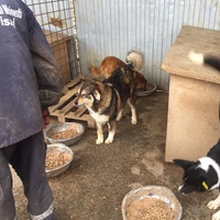 photo de livraison pour Save & Hope for Dogs