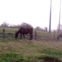 photo de livraison pour Refuge cheval Espoir