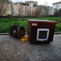 photo de livraison pour Clan du chat libre