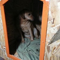 photo de livraison pour Association Lupy Orastie
