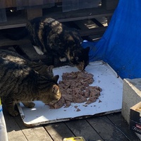 photo de livraison pour Les chats Port-Saint-Louisiens