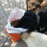 photo de livraison pour Europe4strays