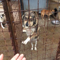 photo de livraison pour Save & Hope for Dogs