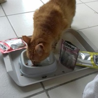 photo de livraison pour Les Chats de la Rue