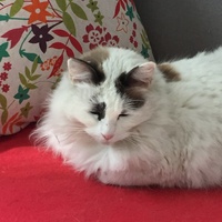 photo de livraison pour Les Chats Libres Condom 32