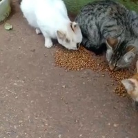 photo de livraison pour Samantha Réaux
