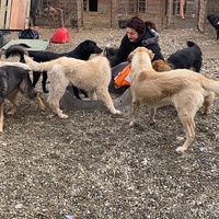 photo de livraison pour Saving Orphaned Souls Sheila's Animal Rescue Mission
