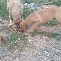 photo de livraison pour Civic Initiative Kane Korzo Skopje