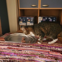 photo de livraison pour Chat de Gout'hier sans Toit