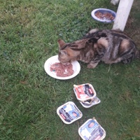 photo de livraison pour Chats Oubliés