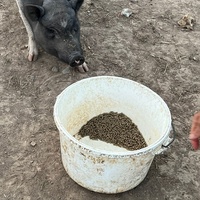 photo de livraison pour 4 Sabots et un Fer