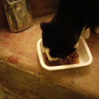 photo de livraison pour Le Gang des Matous