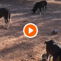 photo de livraison pour Help Adopt Moroccan Animals