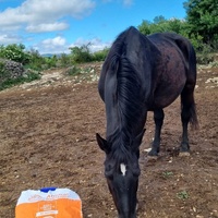 photo de livraison pour La Retraite des Chevaux des Causses