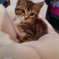 photo de livraison pour OCCP