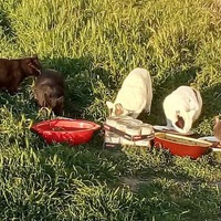 photo de livraison pour Les chats Port-Saint-Louisiens