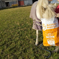photo de livraison pour Hearthland Royal Horse