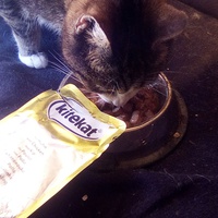 photo de livraison pour Chats errants du val du crenu