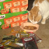 photo de livraison pour Jardin des Chats