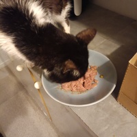 photo de livraison pour Protect Cat