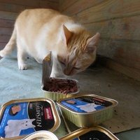 photo de livraison pour Jardin des Chats