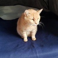 photo de livraison pour Les chats de l'Indifférence