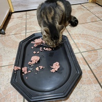 photo de livraison pour Chat de Gout'hier sans Toit