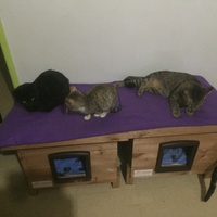 photo de livraison pour Pour l'Amour des Chats