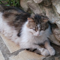 photo de livraison pour Chats Grains d'Amour