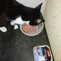 photo de livraison pour Cat Miaou