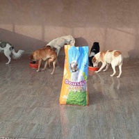 photo de livraison pour L'Arche de Noé