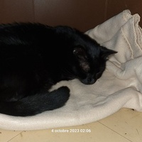 photo de livraison pour Chats Libres des Hauts Cantons de l'Hérault