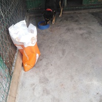 photo de livraison pour Friends for second hand paws vzw
