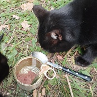 photo de livraison pour Cat Miaou