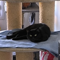 photo de livraison pour Association Chats Errants Val de Nièvre