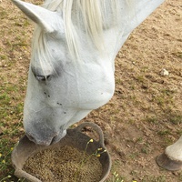 photo de livraison pour Alloue Equine Rescue