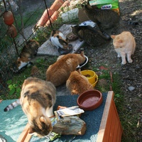 photo de livraison pour Amis des Chats de Port-Vendre