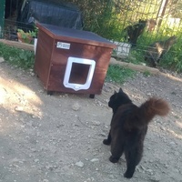 photo de livraison pour Les Chats-Pitresdelavi-Ste