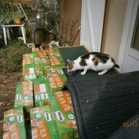 photo de livraison pour Adoption Féline Estuaire