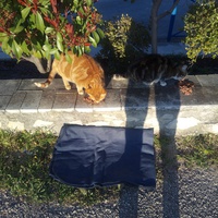 photo de livraison pour 4 Pattes 30